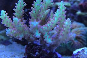 New Acropora microclados 