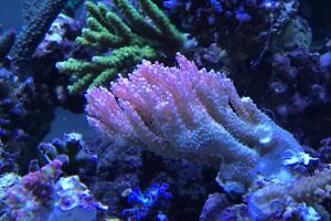 New Acropora microclados 