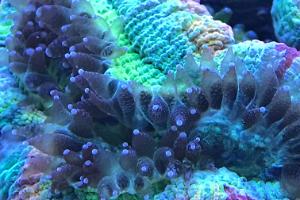 Trachyphyllia - Feeding Polyps .... 