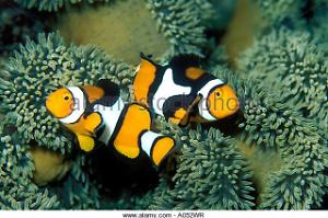 True Percula Clownfish