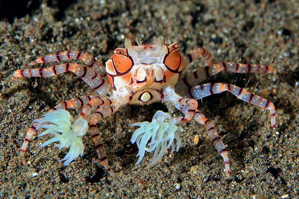 Pom Pom Crab / Lybia tesselata 212