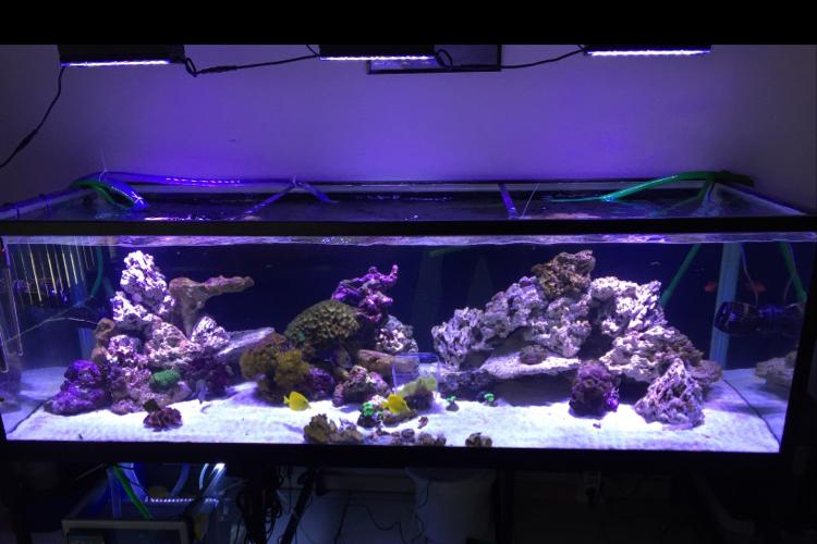 945 Liter -250 Gallon Reef Thumbnail