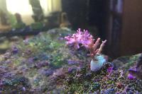 Acropora Red Dragon Thumbnail