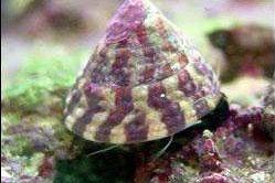 Banded Trochus Snail Thumbnail