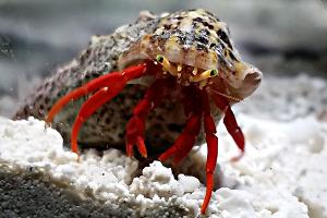 Scarlet Reef Hermit Crab Thumbnail