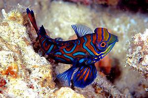 Mandarin Goby