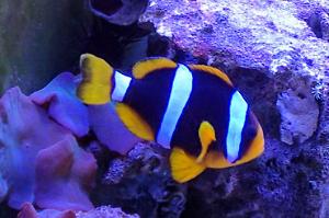 Clarkii Clownfish Thumbnail