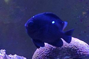 Three Spot Domino Damselfish Thumbnail