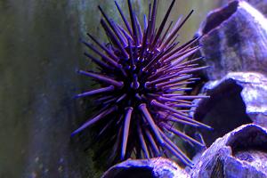 Shortspine Urchin Thumbnail