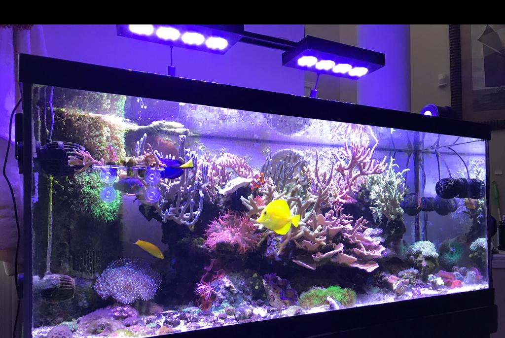 My Aquarium on Jul 16, 2017