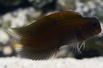 Sailfin Blenny / Emblemaria pandionis 63