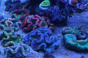 Trachyphyllia garden ..... 