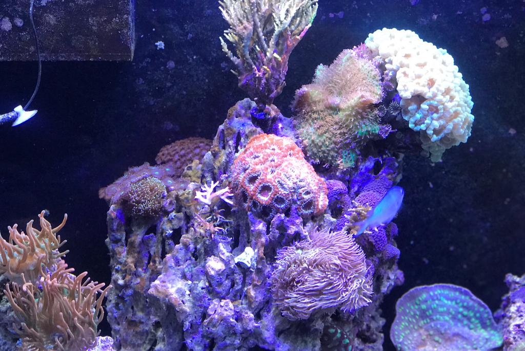 My Aquarium on Jul 21, 2017