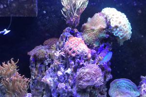 My Aquarium on Jul 21, 2017