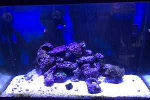 My 100 gallon reef Thumbnail