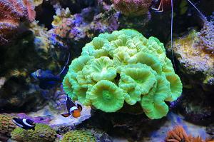 Candy Cane Coral Thumbnail