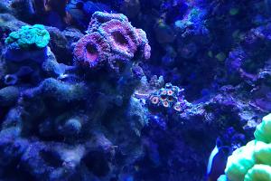 Eagle Eye (Zoanthid) Thumbnail