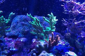 Branched Montipora Coral Thumbnail