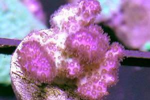 Pink Pocillopora Thumbnail