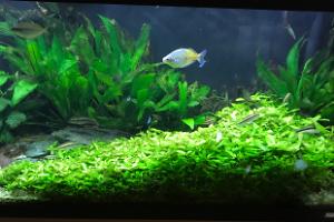 My Aquarium on Jul 23, 2017