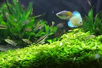 My Aquarium on Jul 23, 2017