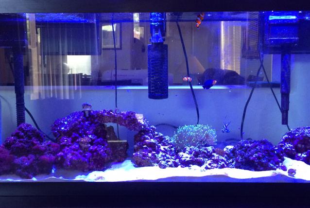 My Saltwater Aquarium on Jul 23, 2017