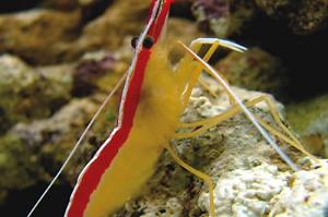 Red Line Cleaner Shrimp Thumbnail