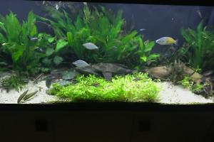 My Aquarium on Jul 24, 2017