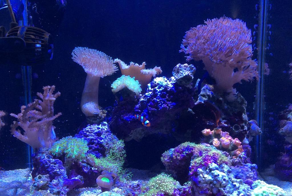 Aquanano Reef on July 26, 2017