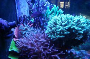 2901reef on Jul 27, 2017