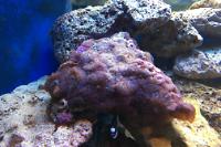 Mushroom Anemone Thumbnail