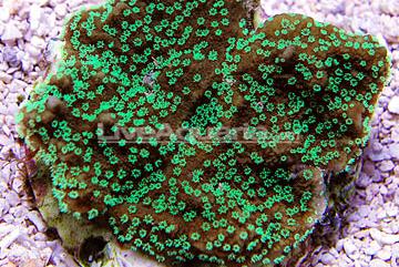 Supernatural Capricornis Coral