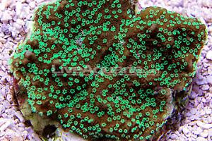 Supernatural Capricornis Coral