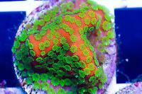 Montipora Sunset Thumbnail