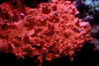 Montipora Setosa Thumbnail