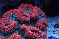 Lobophyllia Brain Coral Thumbnail