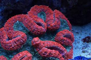 Lobophyllia Brain Coral