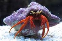 Red Scarlet Reef Hermit Crab Thumbnail