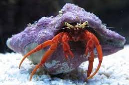 Red Scarlet Reef Hermit Crab