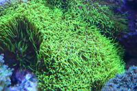 Neon Green Star Polyp Thumbnail