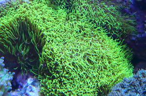 Neon Green Star Polyp