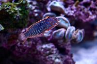 Ornate Leopard Wrasse