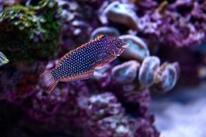 Ornate Leopard Wrasse