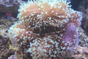 Toadstool Mushroom Leather Coral Thumbnail