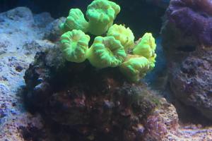 Trumpet Coral Thumbnail