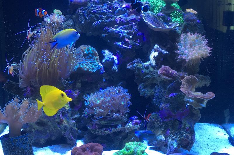 My Aquarium Thumbnail