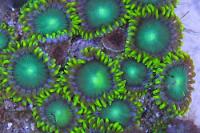 Radioactive Dragon Eye (Zoanthid)