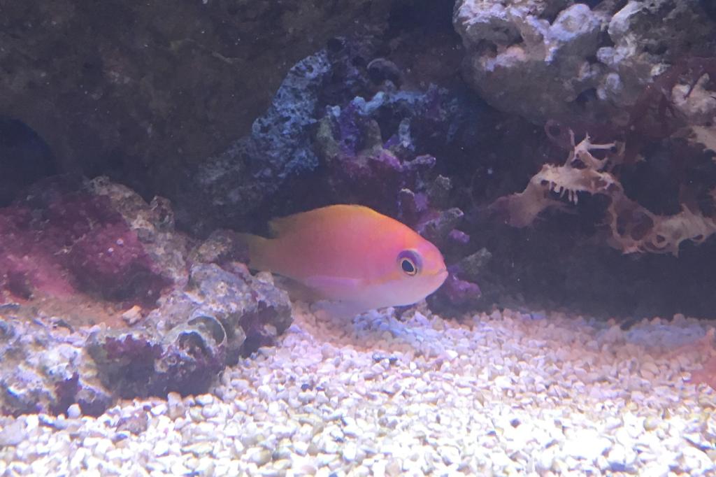 Resplendent Anthias / Pseudanthias pulcherrimus 22