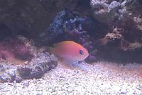 longfin anthias Thumbnail