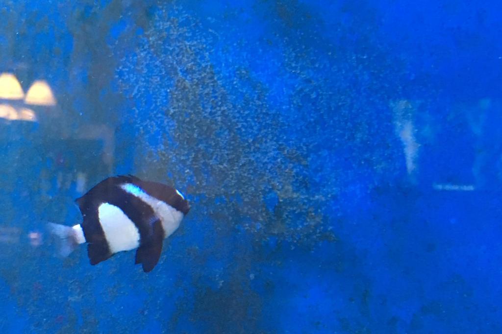 Three Stripe Damselfish / Dascyllus aruanus 148